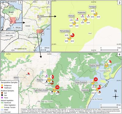 One health approach to toxocariasis in Brazilian indigenous populations, their dogs, and soil contamination